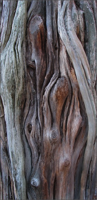 CedarGnarls.tif
