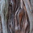 CedarGnarls.tif