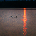 Family of Loons