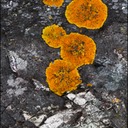 Lichen.tif