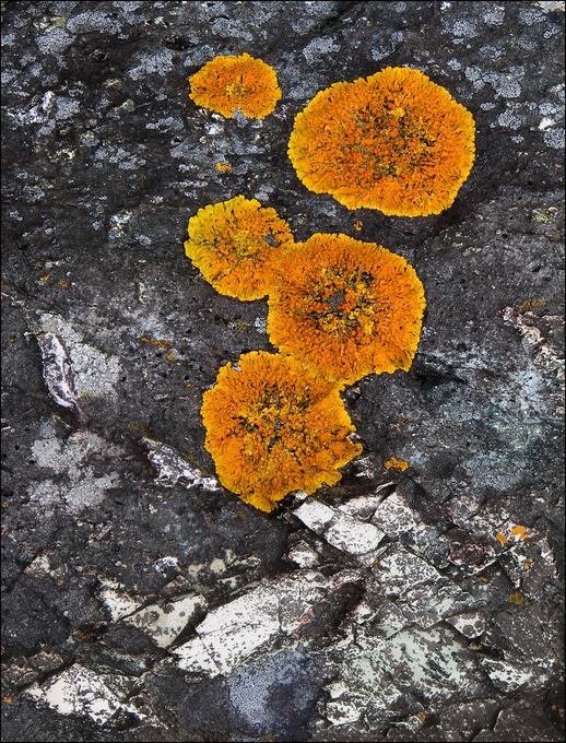 Lichen.tif
