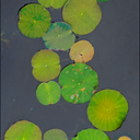 LilyPads1Ba