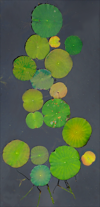 LilyPads1Ba