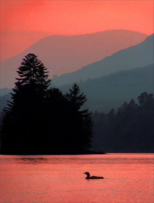 Loon at Sunset Red