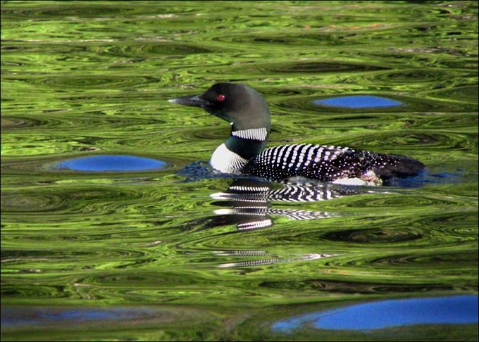 Loon05-4CFinal.tif