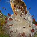 Milkweed-Lg