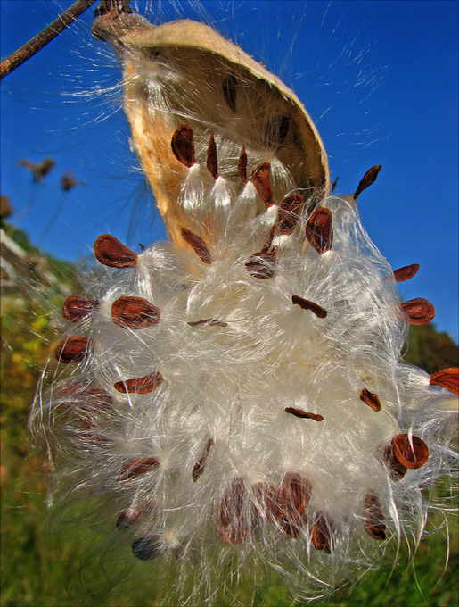 Milkweed-Lg