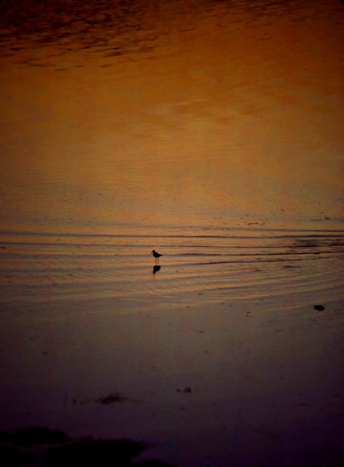 Nauset Plover 1B.tif