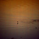 Nauset Plover 1B.tif