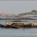 Seals06B.tif